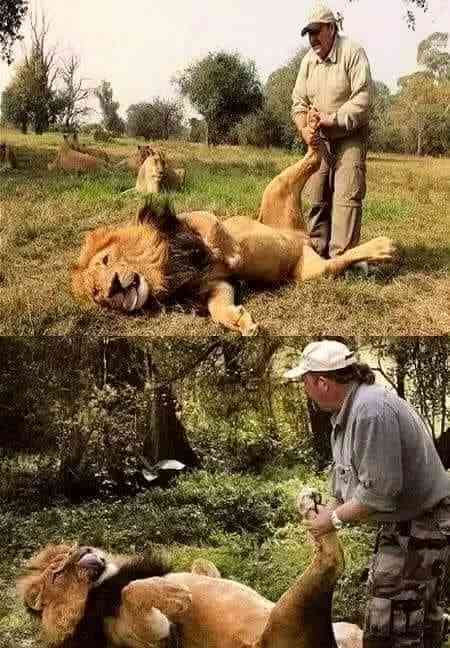 When Man and Lion relationship is so close that he can give the giant predator a foot massage ?? | MirrorLog