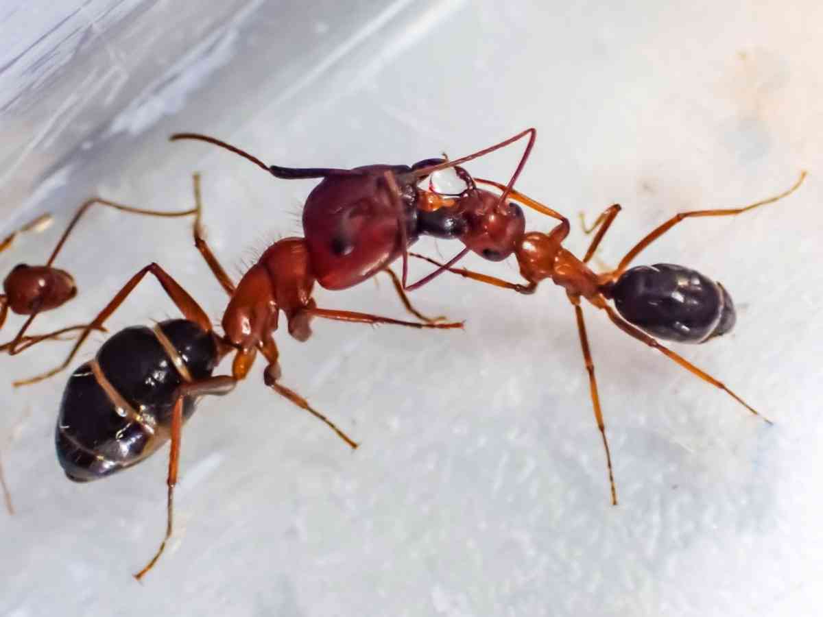 An Ant has 2 stomachs, one to store food for itself, the other to store food to share with other ants. 🐜 | MirrorLog