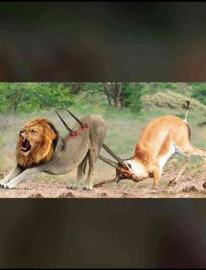 Even The King 👑 Of The Jungle Dey See Shege For Inside The Jungle, Who Con Be You ? 😏😮‍💨 | MirrorLog