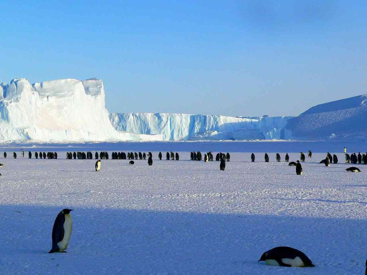 Antarctica is considered a desert as it is the driest place in the planet, with an annual precipitation of only 2 inches. | MirrorLog