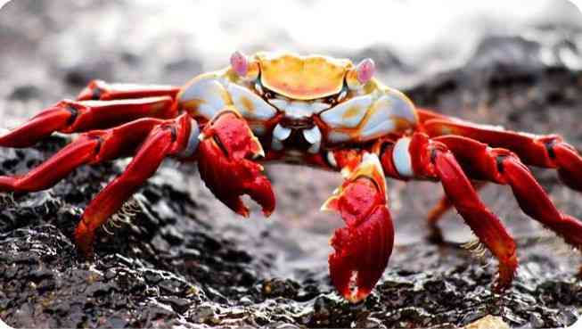 Crab mentality ?: If I can't have it, neither can you ? | MirrorLog