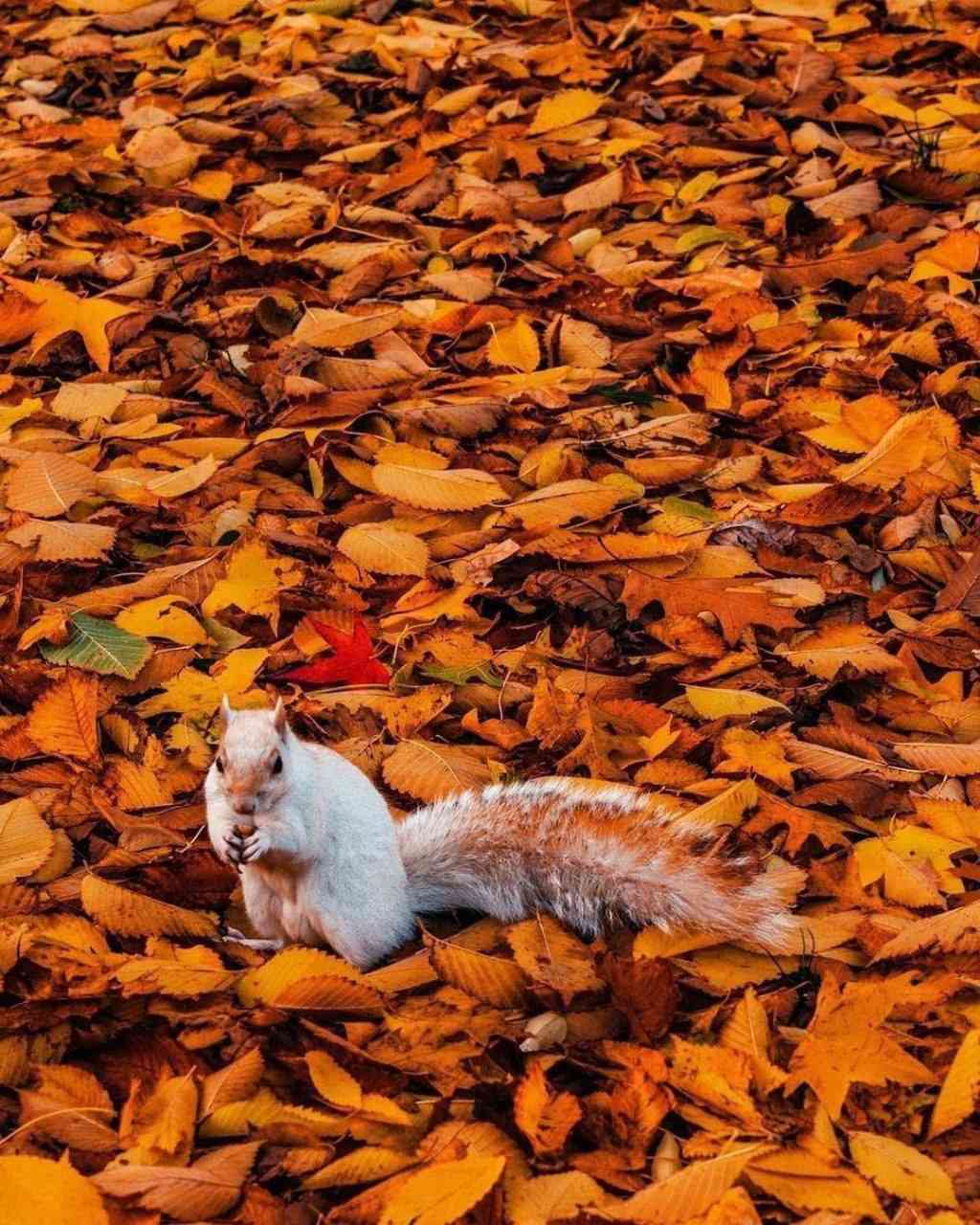 Bunnies ❤️ | MirrorLog