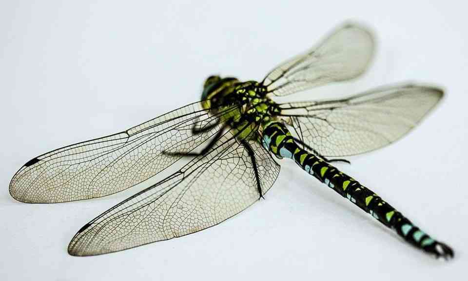Female dragonflies often fake their own deaths to avoid having relations with mate. - MirrorLog