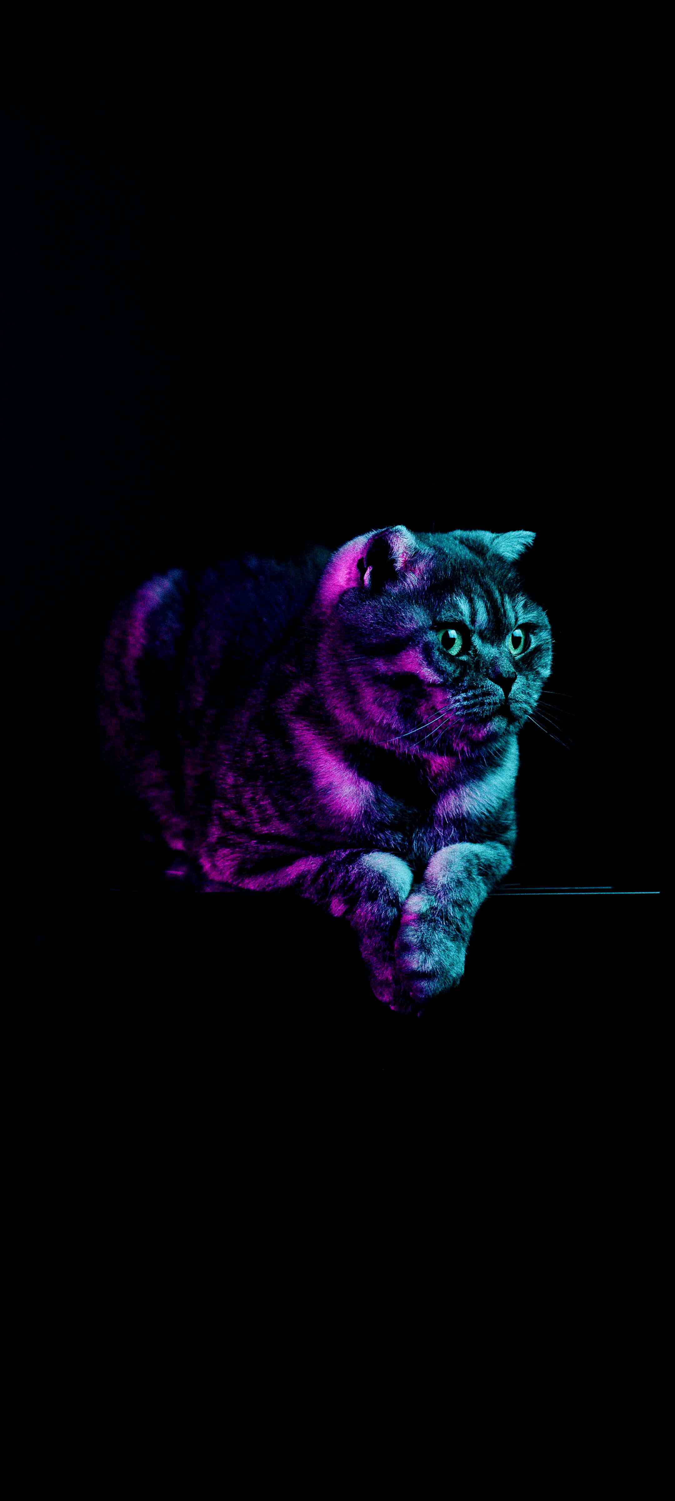 Cat lovers #wallpaper | MirrorLog