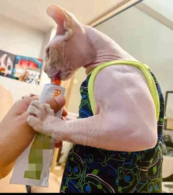 Here is picture of an house cat suffering from Myostatin-related muscle hypertrophy - a rare condition that causes muscles to grow excessively large. | MirrorLog
