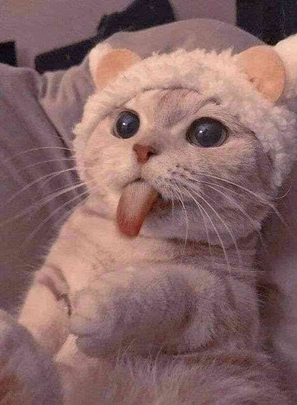 Cat lovers 😺🐈 | MirrorLog