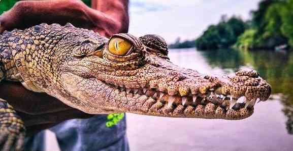 The fisherman and his unlikely crocodile friend | MirrorLog