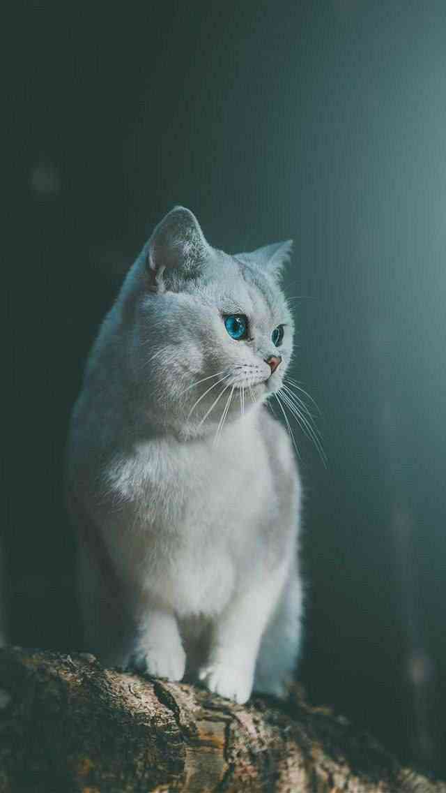 Cute cat | MirrorLog