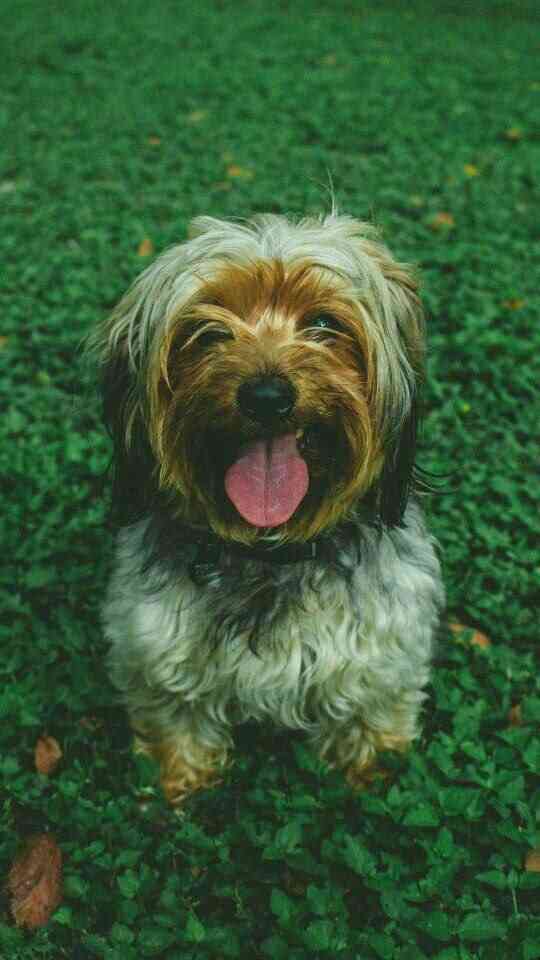 Cute dog | MirrorLog