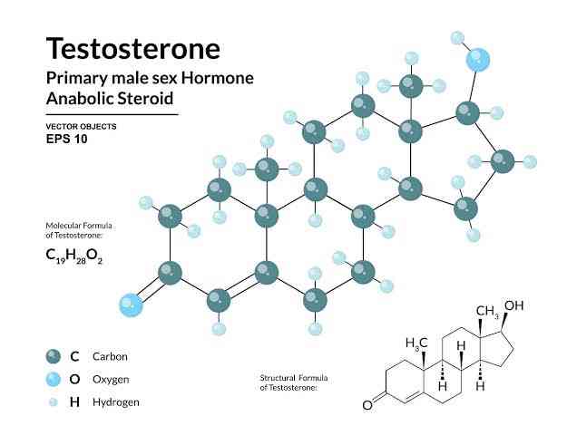 What is Testosterone | MirrorLog