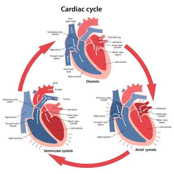 Cardiac cycles | MirrorLog