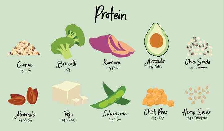 What does protein do in the body? | MirrorLog