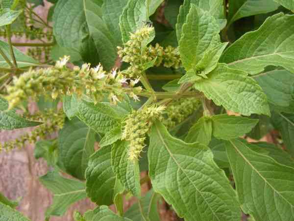 Scent leaf/Africa Basil leaf | MirrorLog