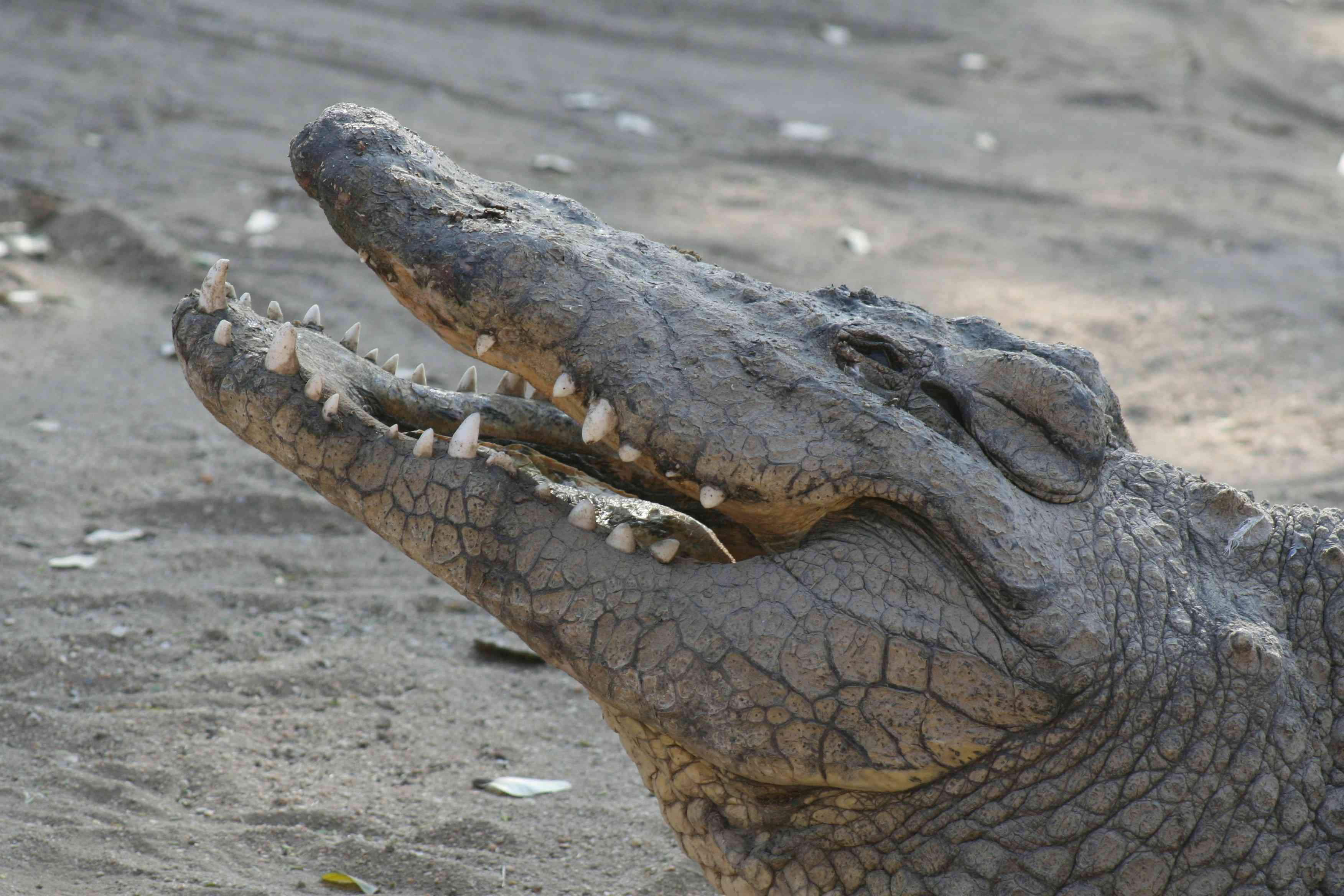 Crocodiles are fast on their feet, but cannot turn very well. If one is chasing you, run in zig zag lines. | MirrorLog