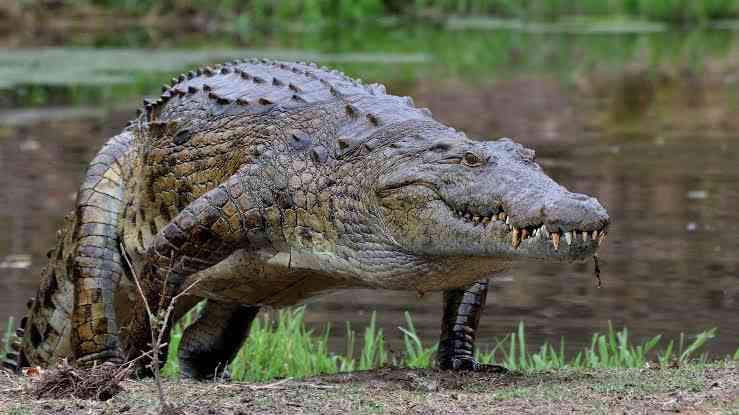 Crocodiles swallow rocks to help them dive deeper. - MirrorLog