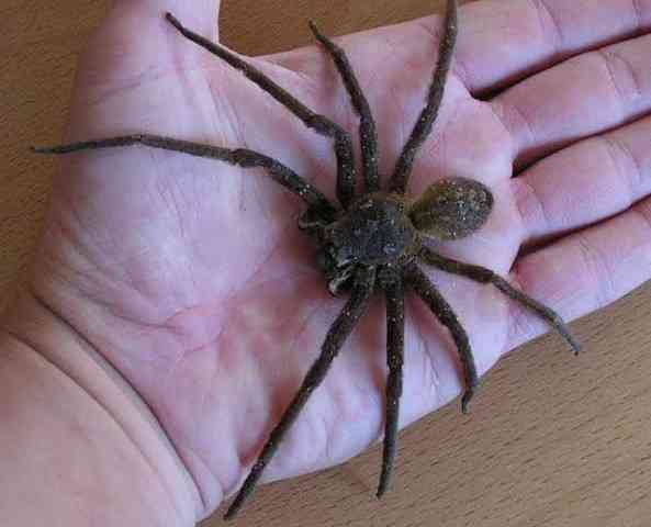 A bite from the Brazilian wandering spider can lead to a painful erection that lasts for many hours and lead to impotence. - MirrorLog