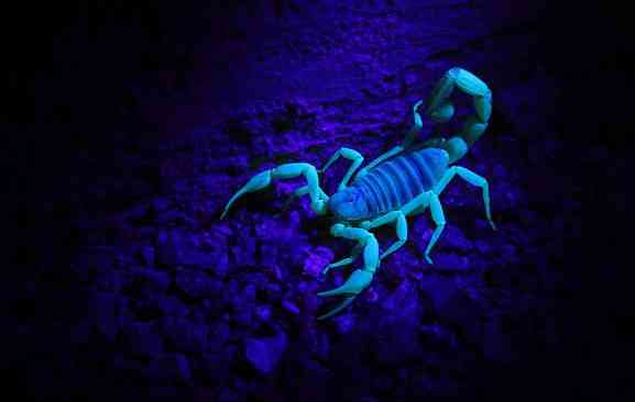 A Scorpion can hold its breath up to 6 days, can survive almost a year without food, can climb almost any surface and it glows under ultraviolet light. 🦂 | MirrorLog