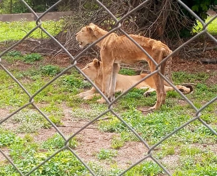 Nigerian man, Maazi Ogbonnaya shared a picture of a two lions who were malnourished | MirrorLog