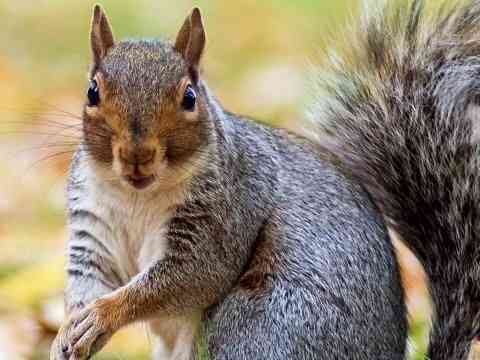 Are you aware? If a baby squirrel ?️ parents die or are unable to take care of them, another squirrel will adopt the babies ?️?️?️ | MirrorLog